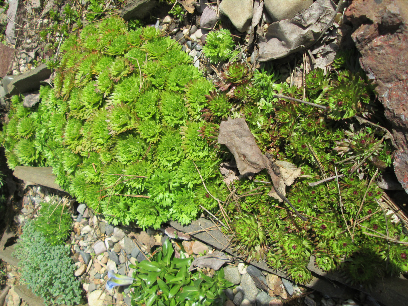 IMG 5281.JPG