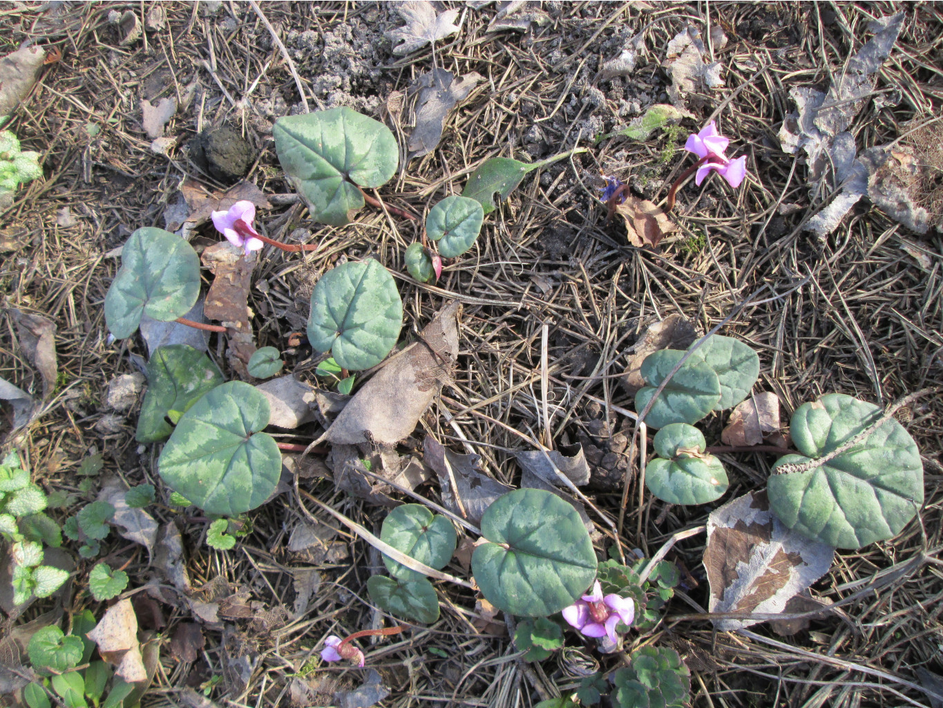 IMG 5298.JPG