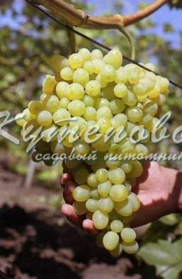 Виноград плодовый 