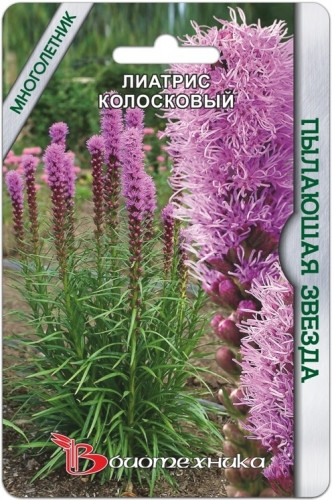Лиатрис колосковый Пылающая звезда. 28 руб.jpg