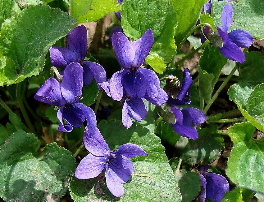   (Viola odorata)