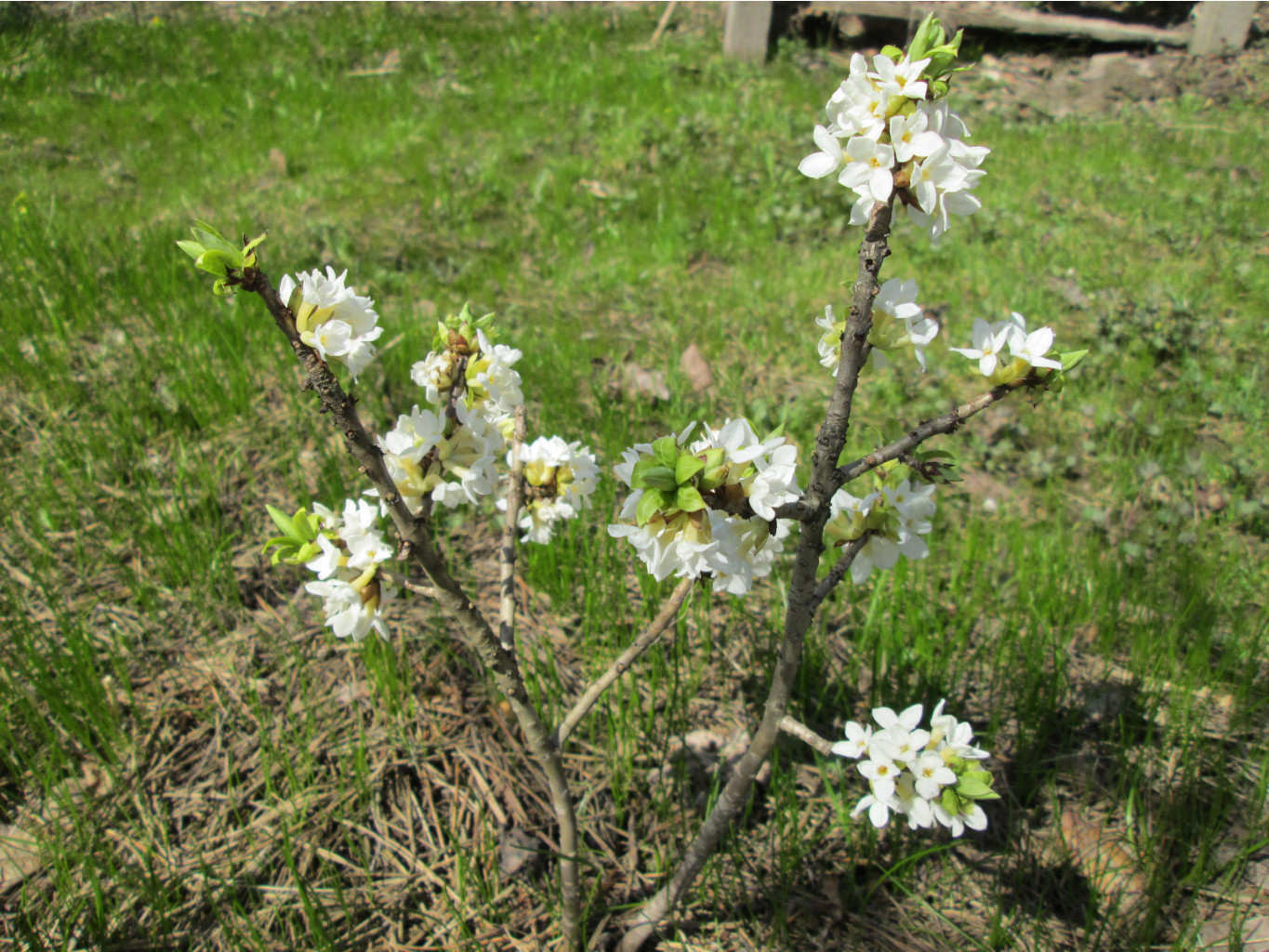 IMG 5289.JPG
