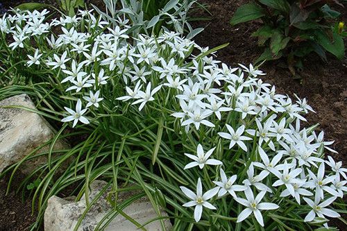 Ornithogalum6.jpg