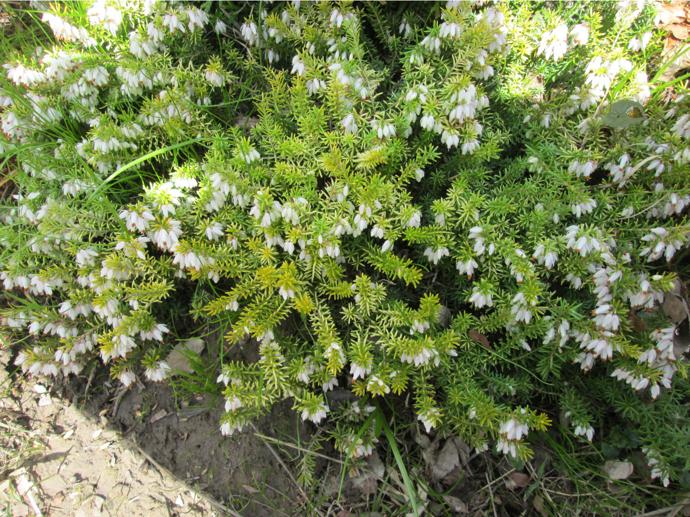 IMG 5272.JPG