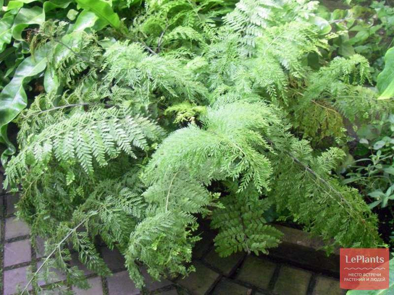   (Asplenium bulbiferum)- 450 .