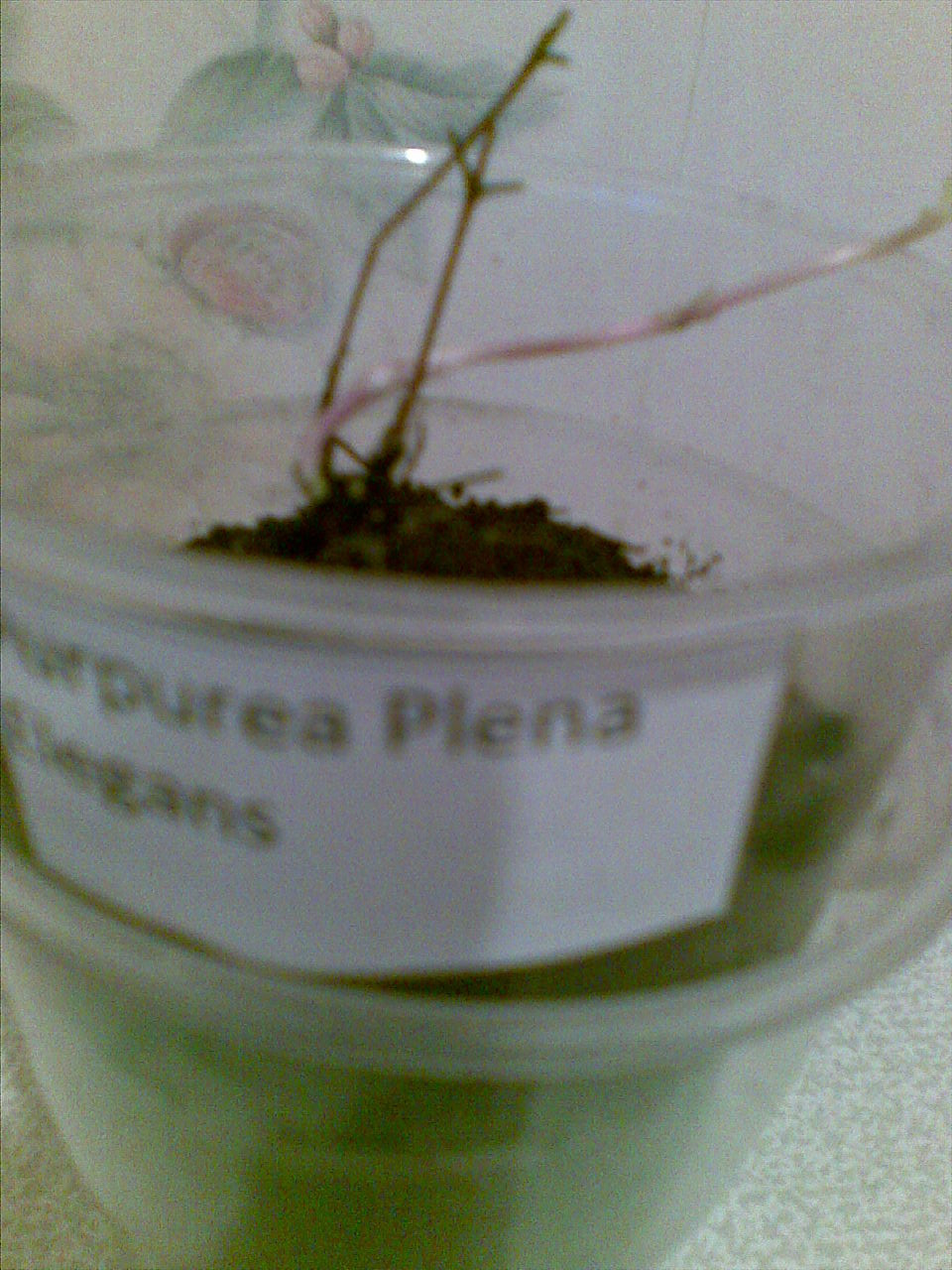 'Purpurea Plena Elegans' (  )