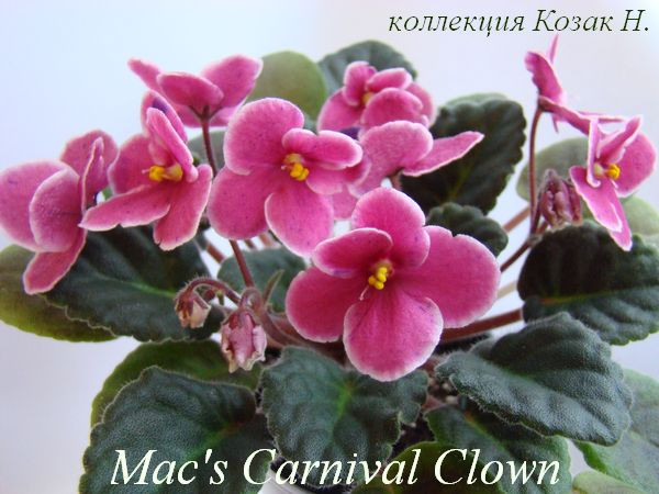 № 35 РС-Клоун