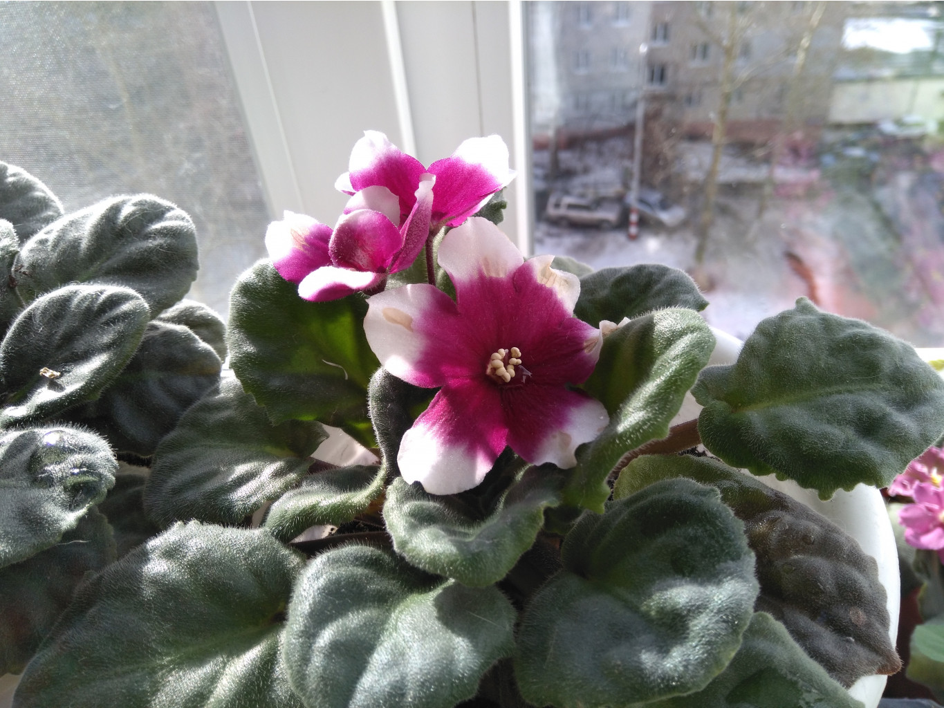 IMG 20180407 155659.jpg