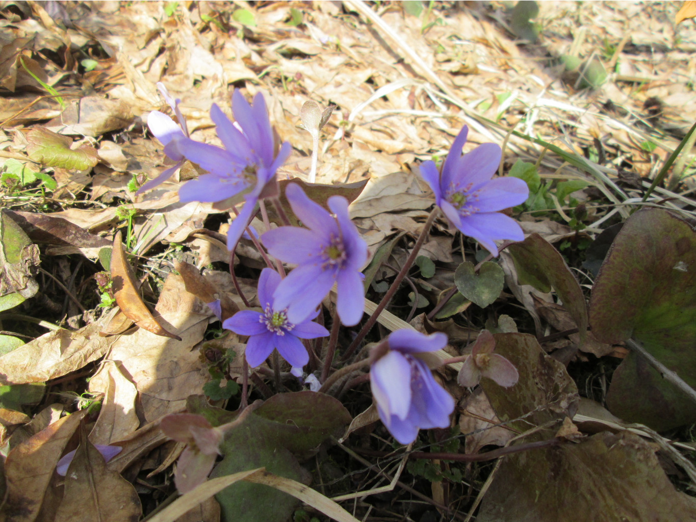 IMG 5267.JPG