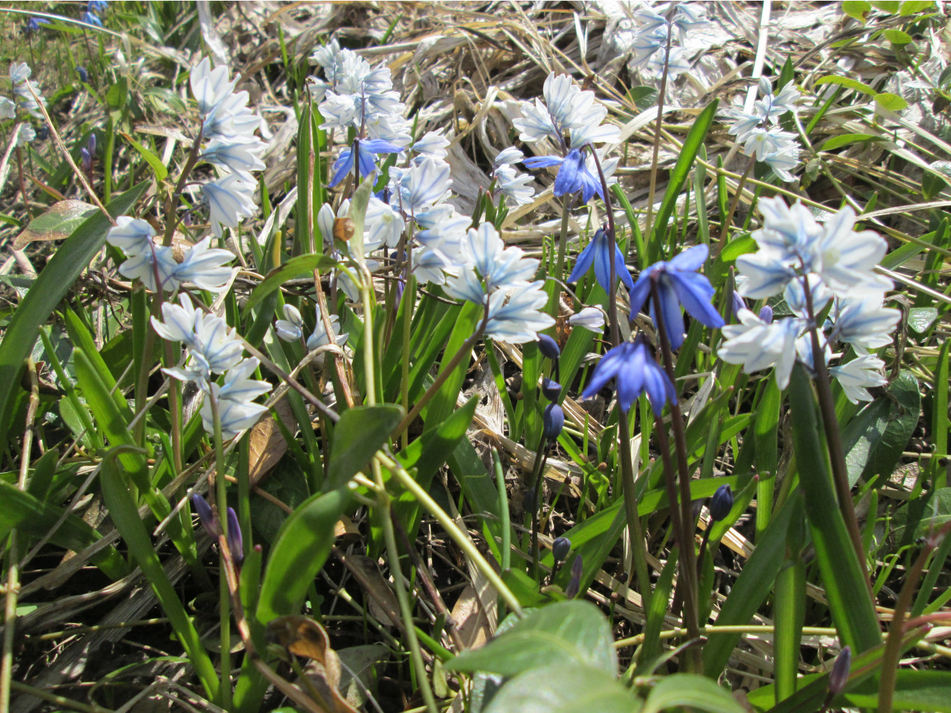 IMG 5266.JPG