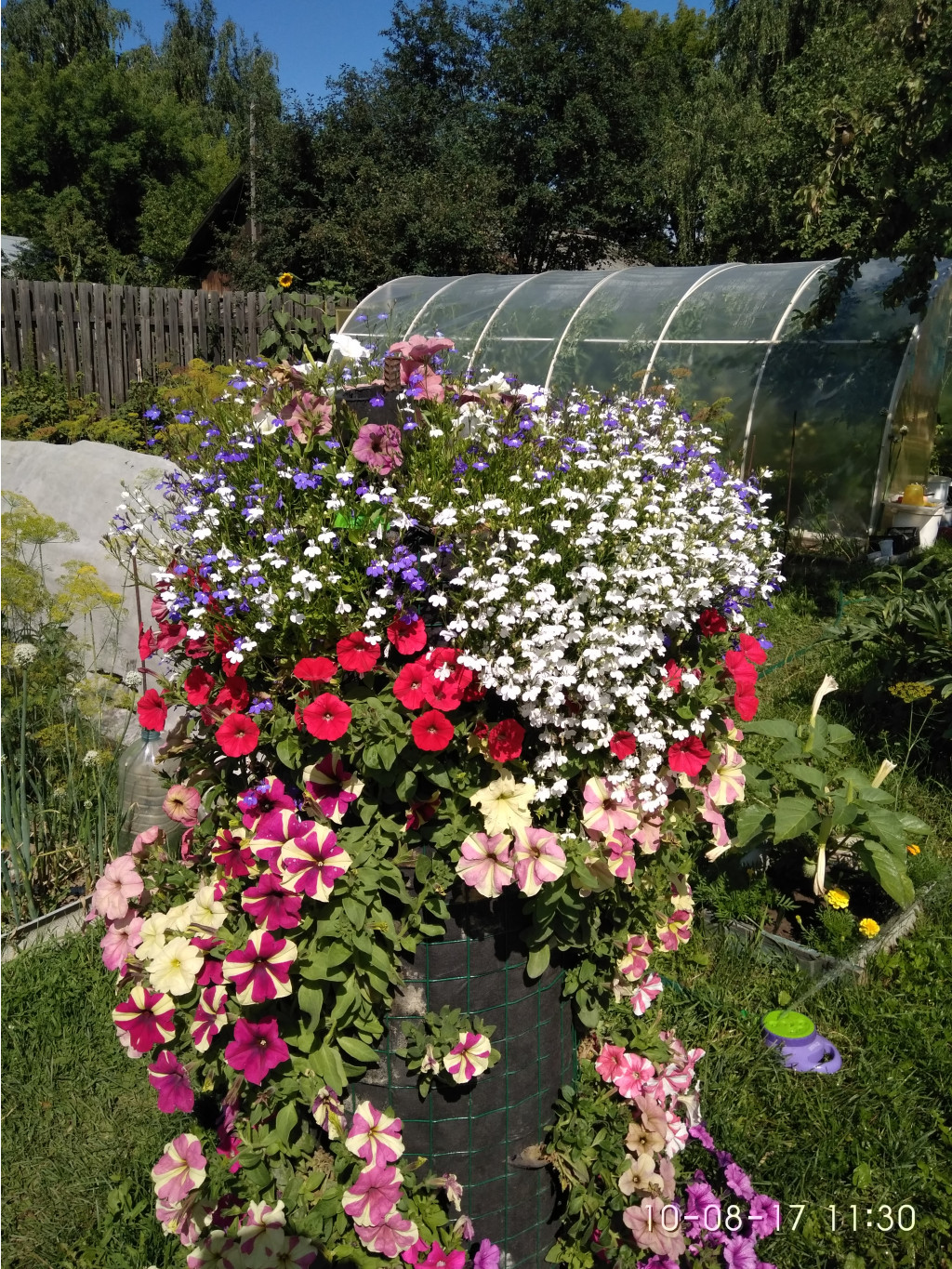 IMG 20170810 113041.jpg