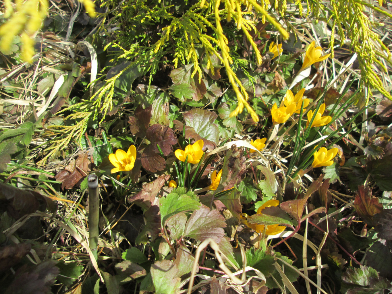 IMG 5270.JPG