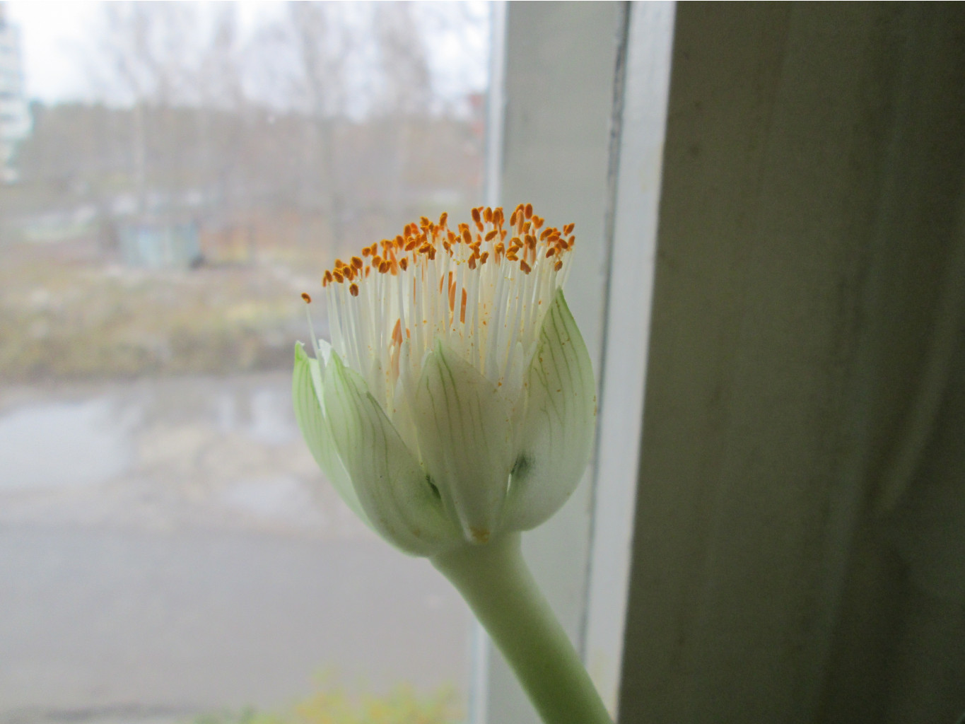 IMG 5233.JPG