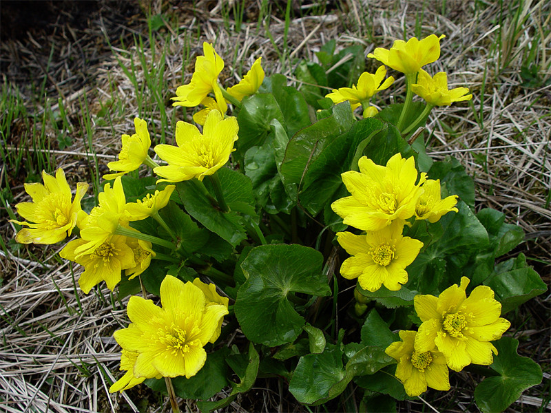 Желтые ранние цветы фото. Калужница (Caltha). Калужница Caltha polypetala. Калужница Болотная. Первоцветы калужница Болотная.