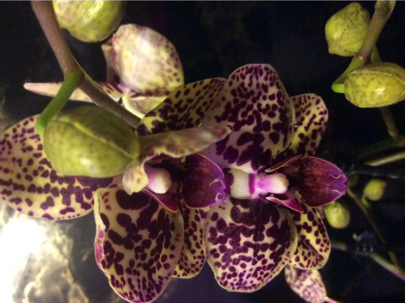 Phal. (Ark's Green Angel x Chia E Yeline) x Phal. Sin Yaun Golden Beauty