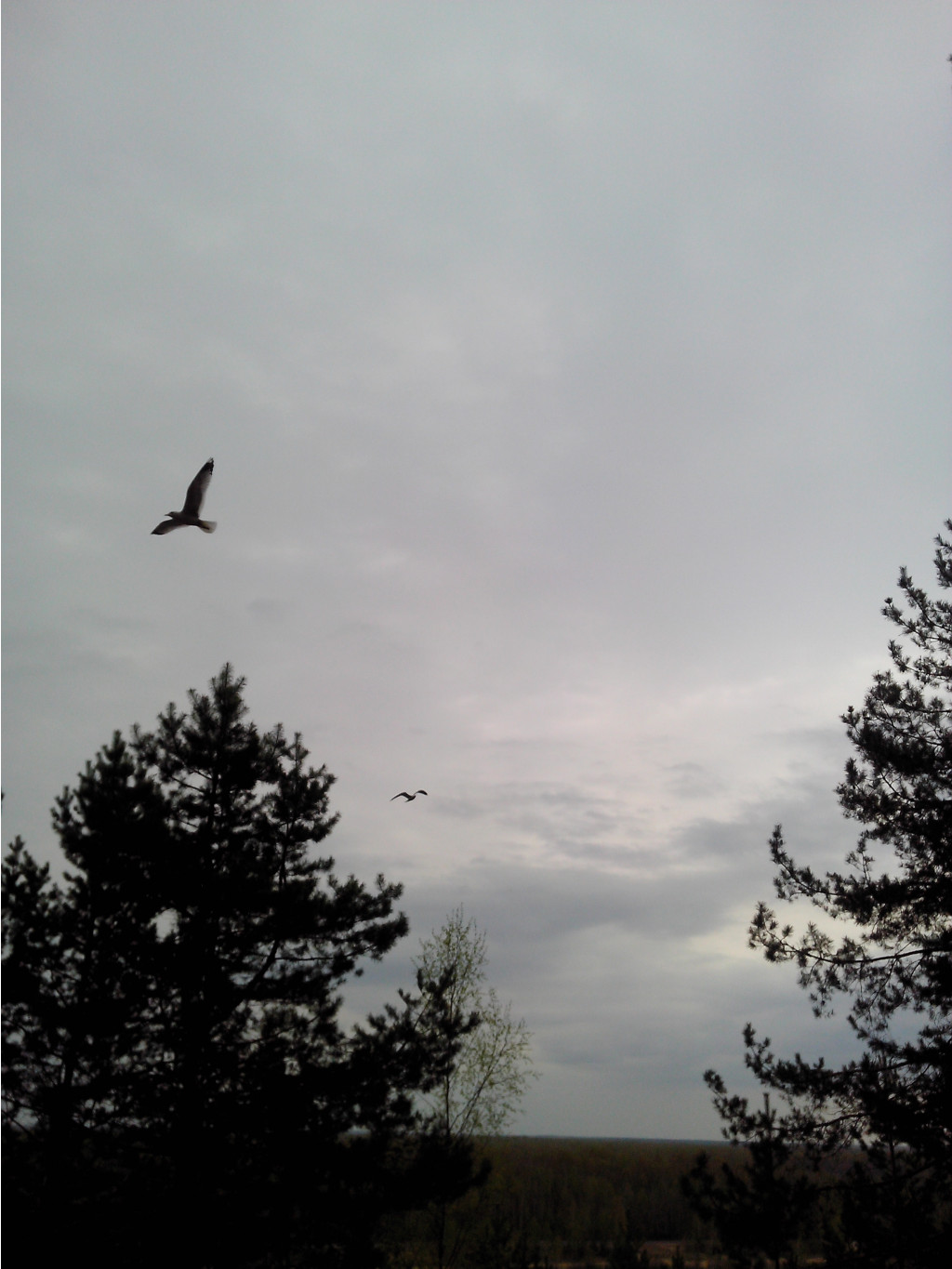 IMG 20180506 142507.jpg