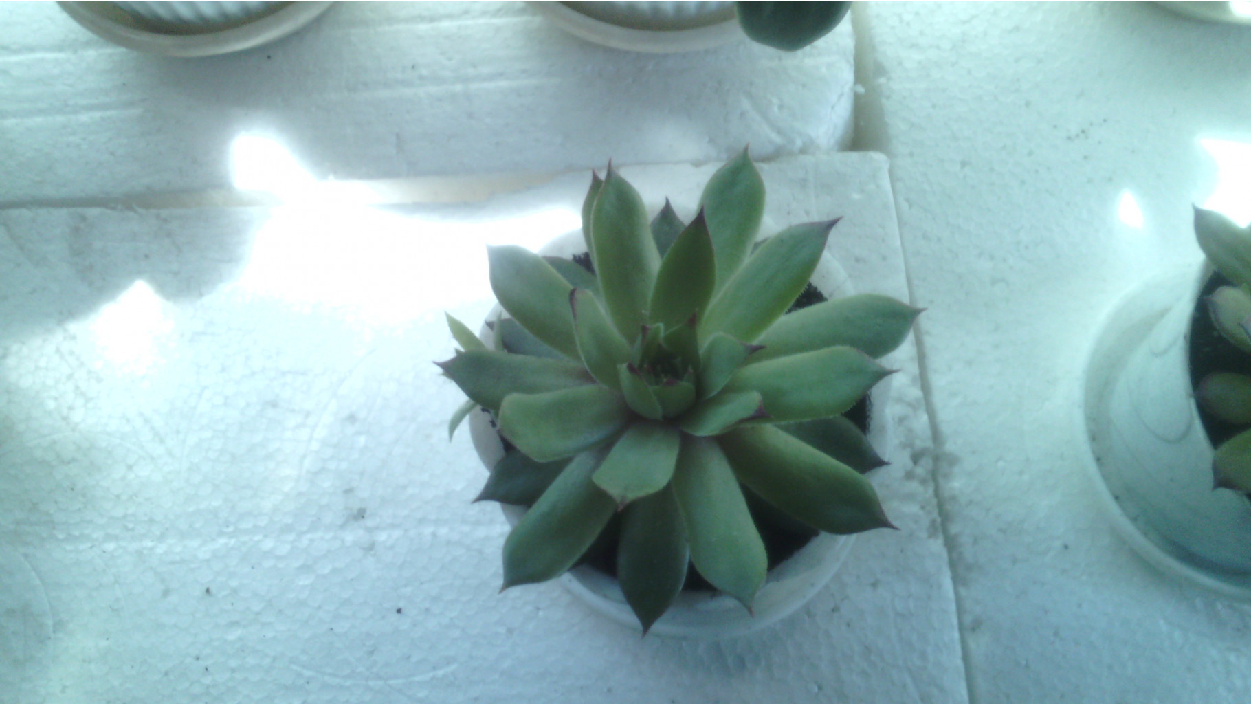 IMG 20141224 190922.jpg