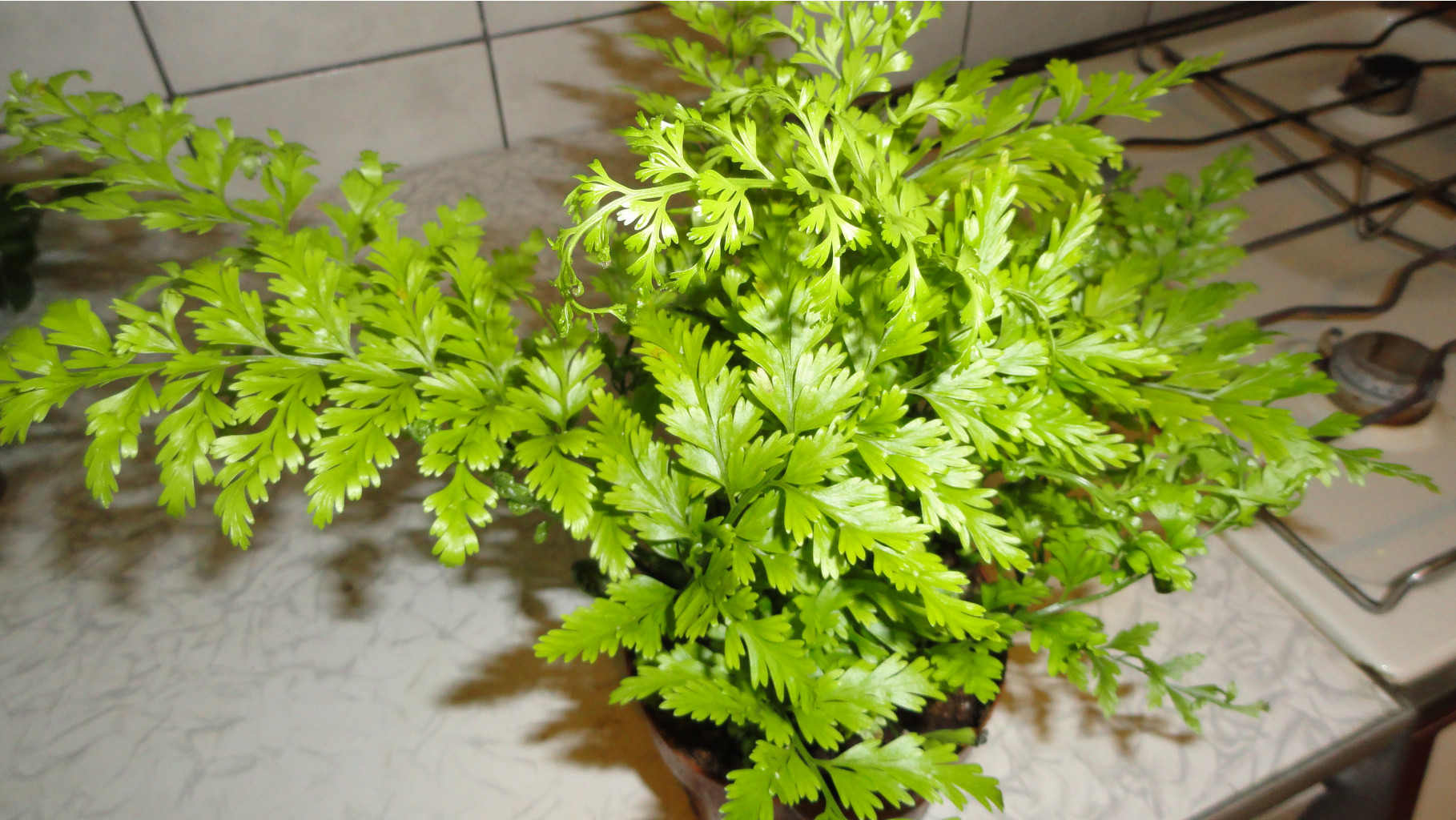   (Asplenium bulbiferum)- 450 .