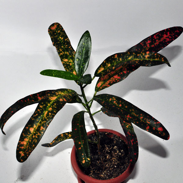  Croton 'Bush on Fire'- 250 .