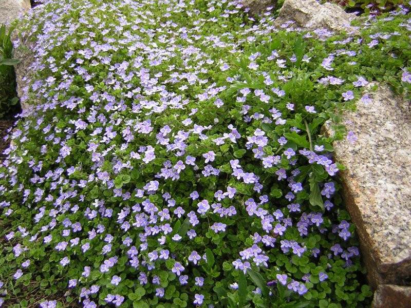   Veronica filiformis