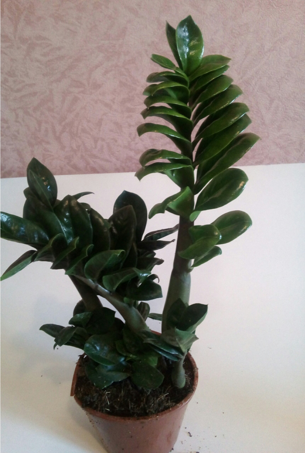 IMG 20180415 114006 555 - .jpg