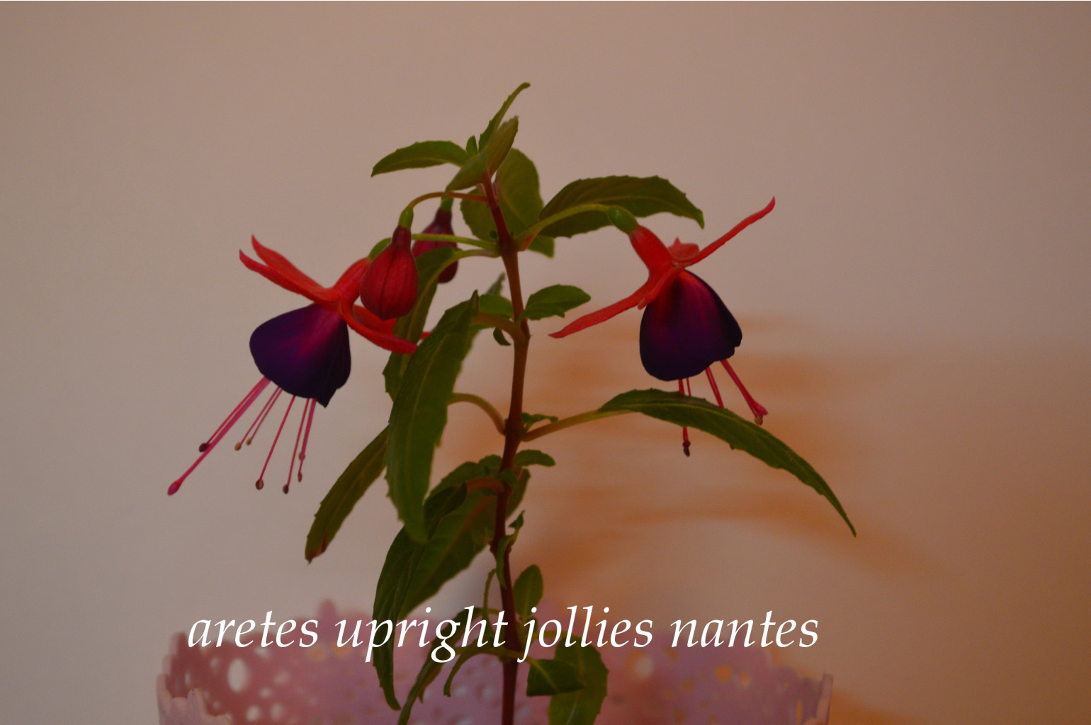 Aretes upright jollies nantes.jpg