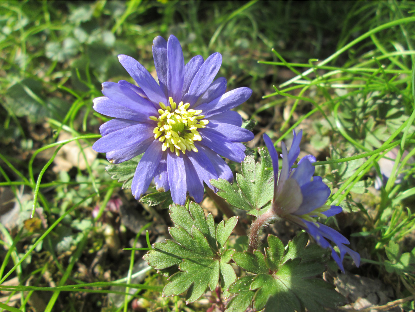 IMG 5315.JPG