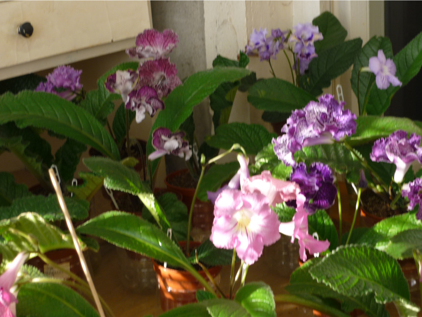 P1030020.JPG