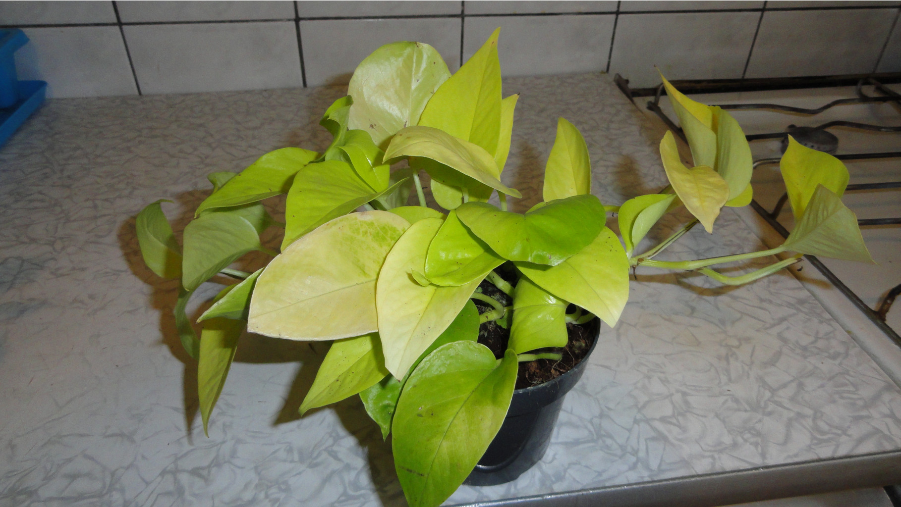    Epipremnum golden pothos- 350 .