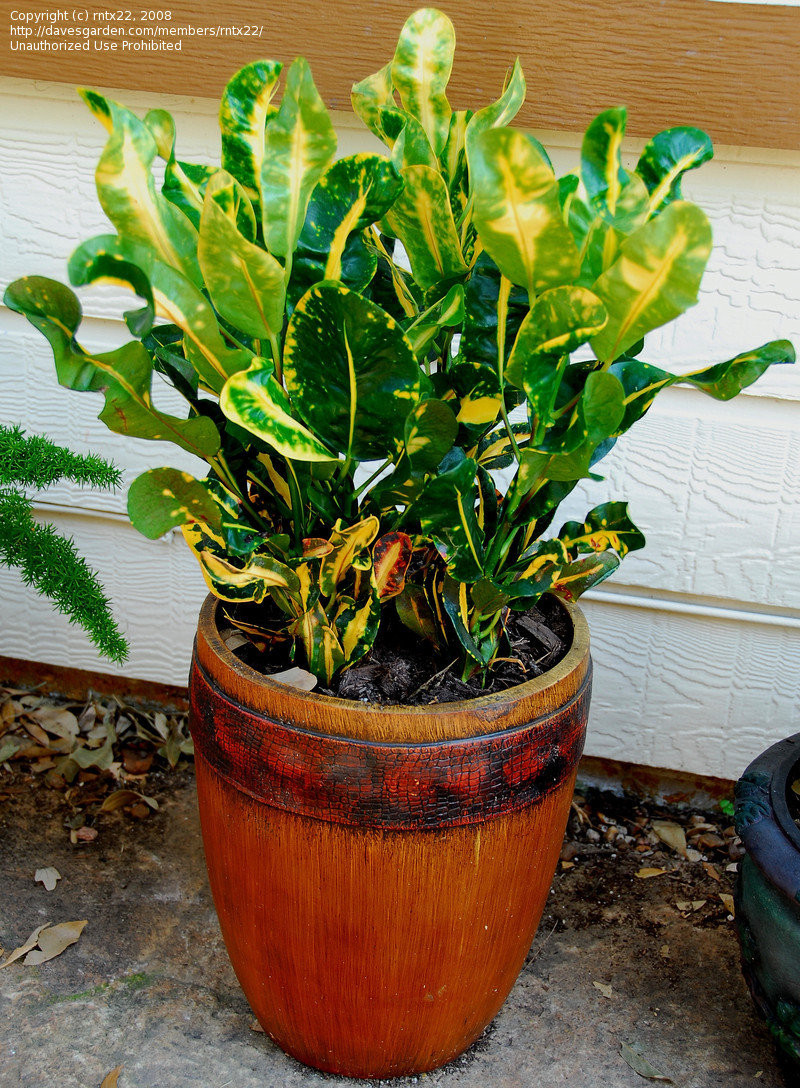  Codiaeum variegatum 'Curly Boy'- 250 .