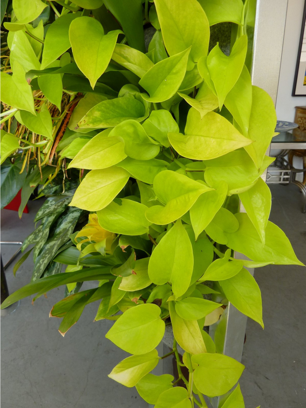    Epipremnum golden pothos-    ...