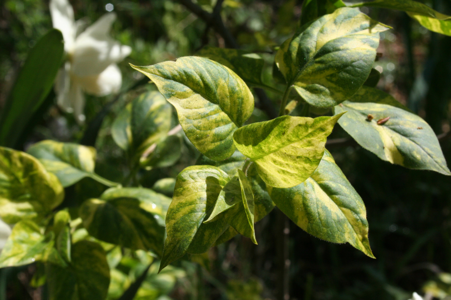 Syringa vugaris 'Aucubifolia' -   'President Grevy'