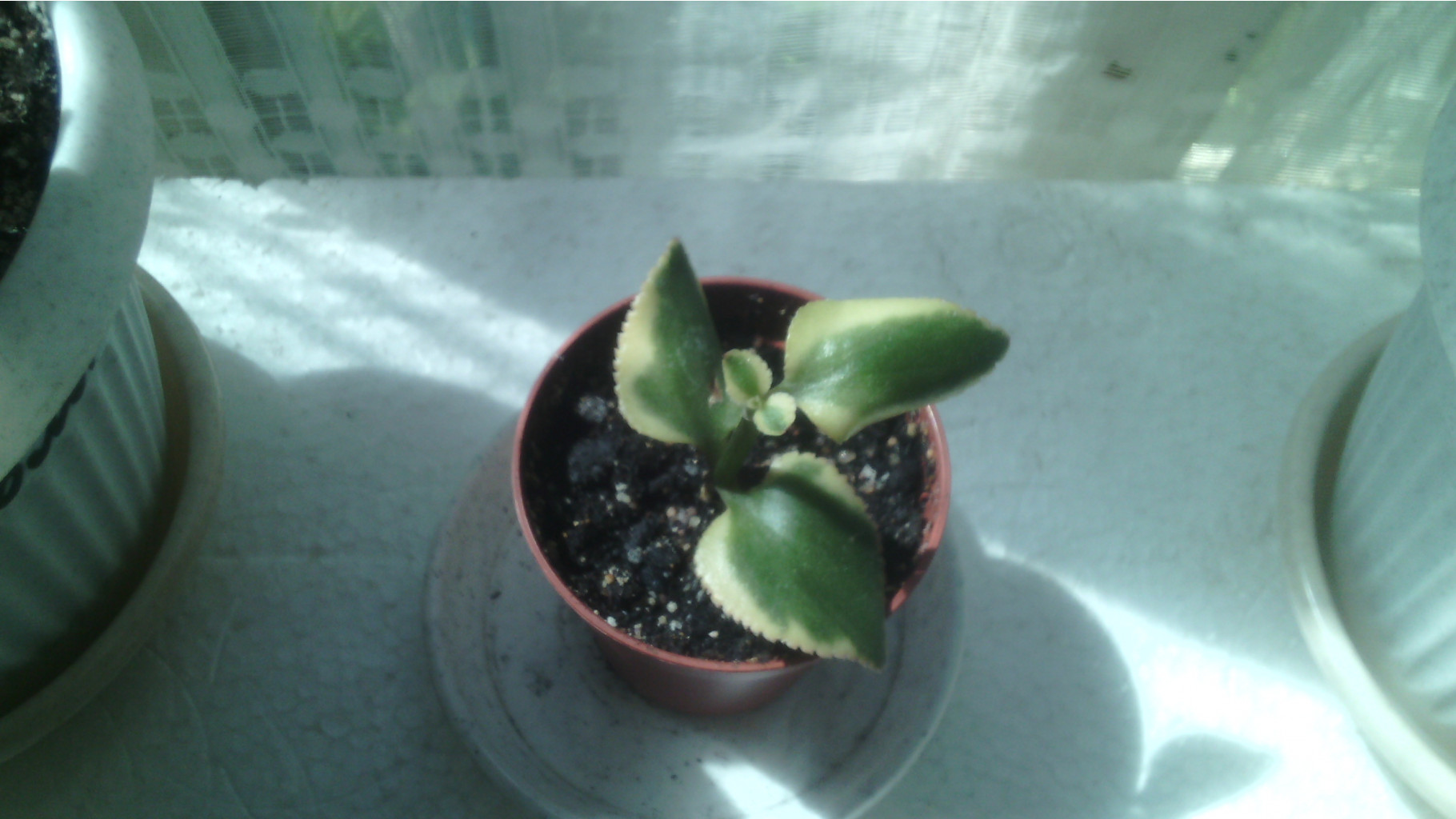 IMG 20141224 191729.jpg