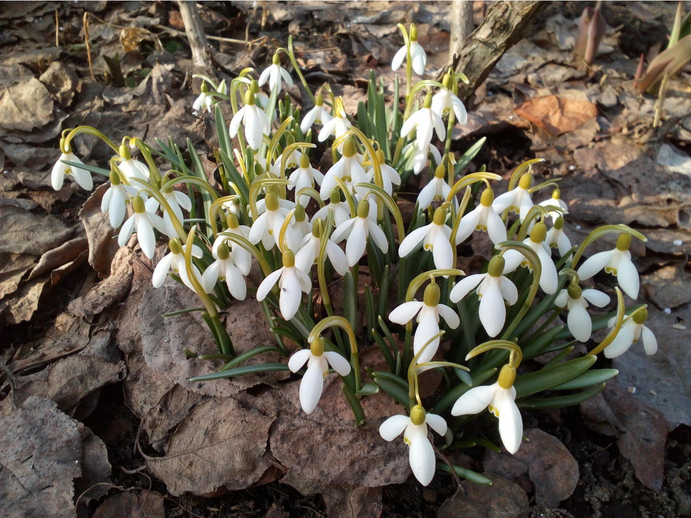 IMG 20180417 155828.jpg