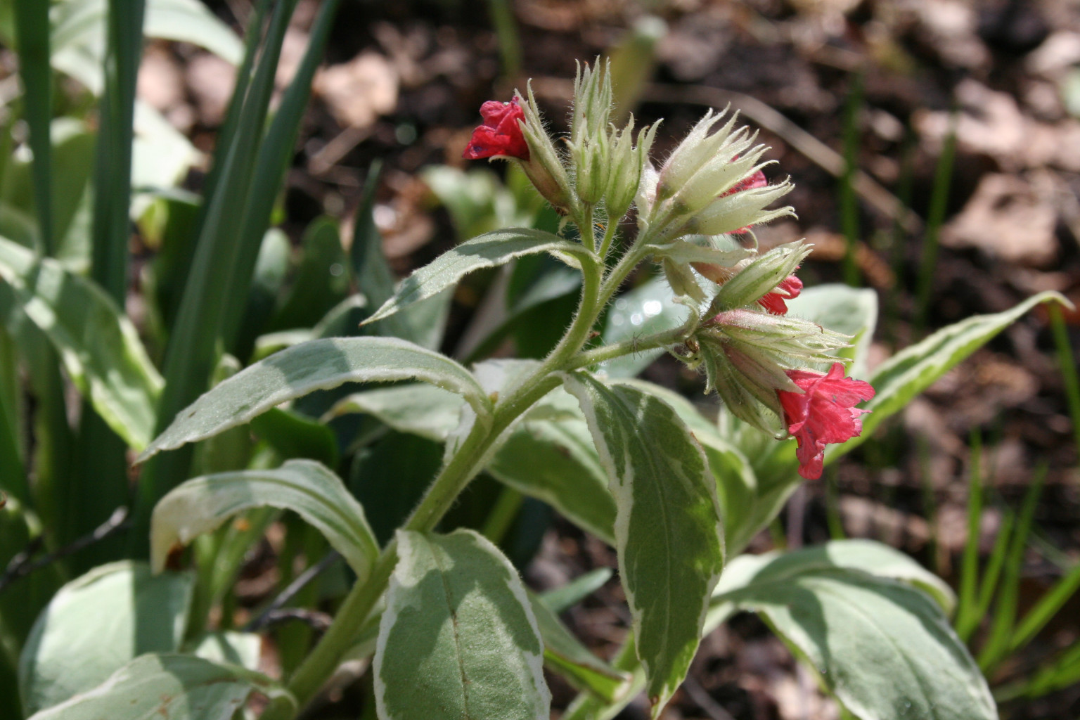   'david ward'