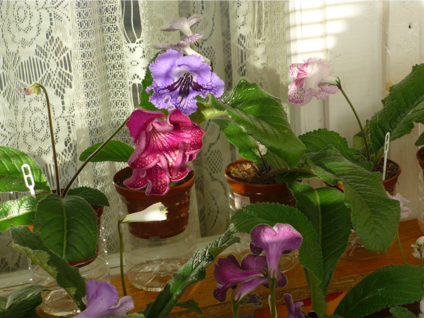P1030018.JPG