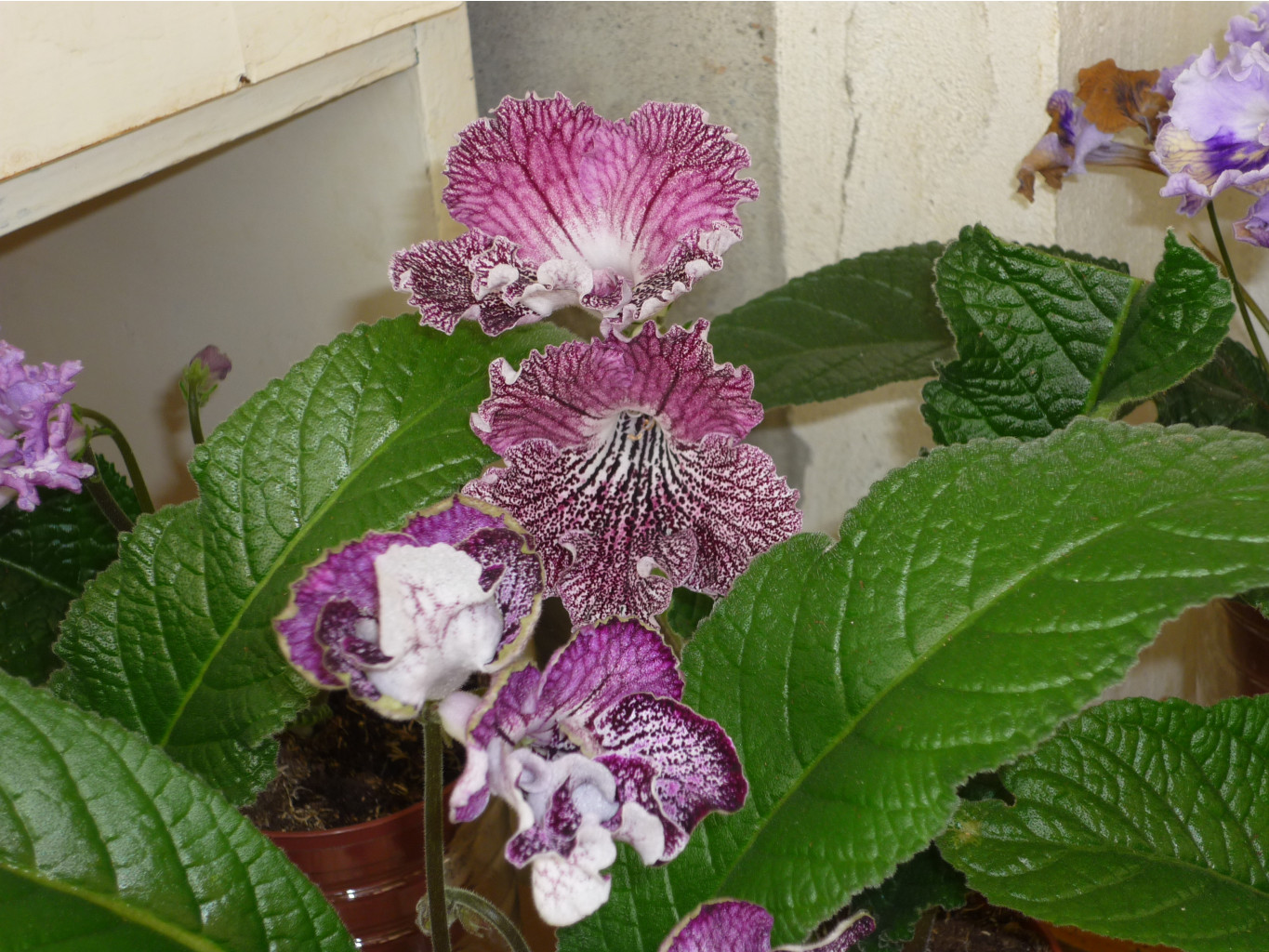 P1030023.JPG