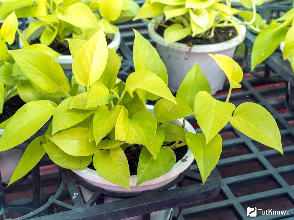    Epipremnum golden pothos-    ..