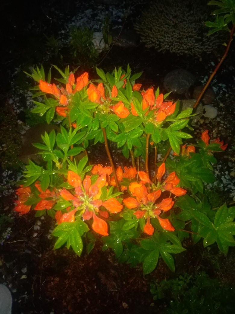 Rhododendron Gibraltar