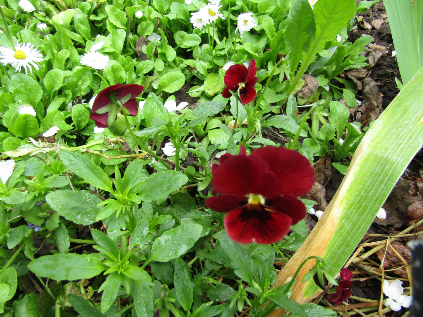 IMG 0064.JPG
