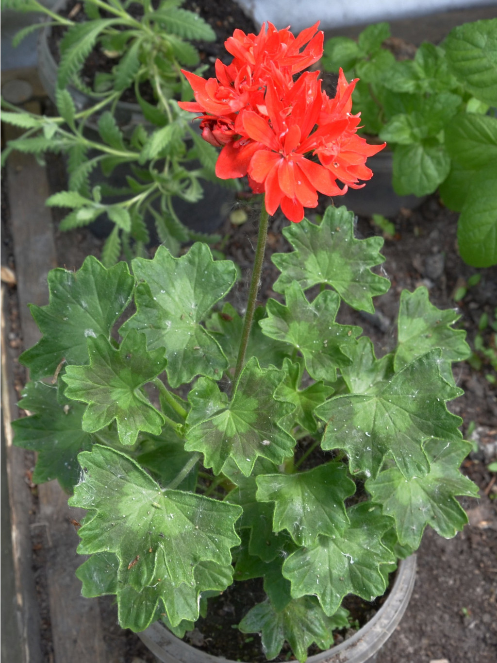 PAC Firework Red and White