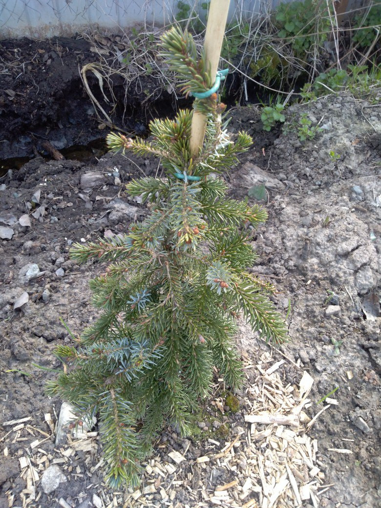     (Pendula Bruns)