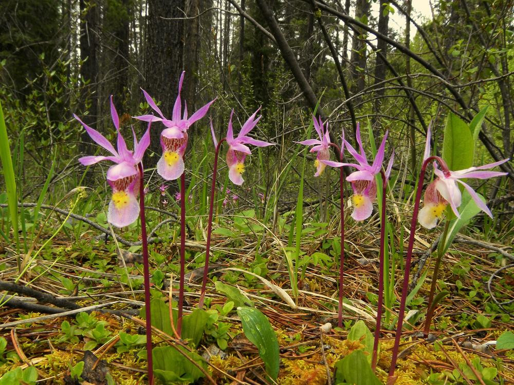 Calypso bulbosa