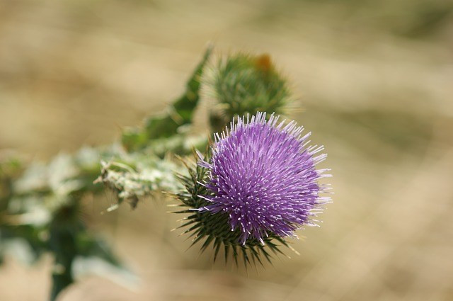 Thistle-183467 640.jpg