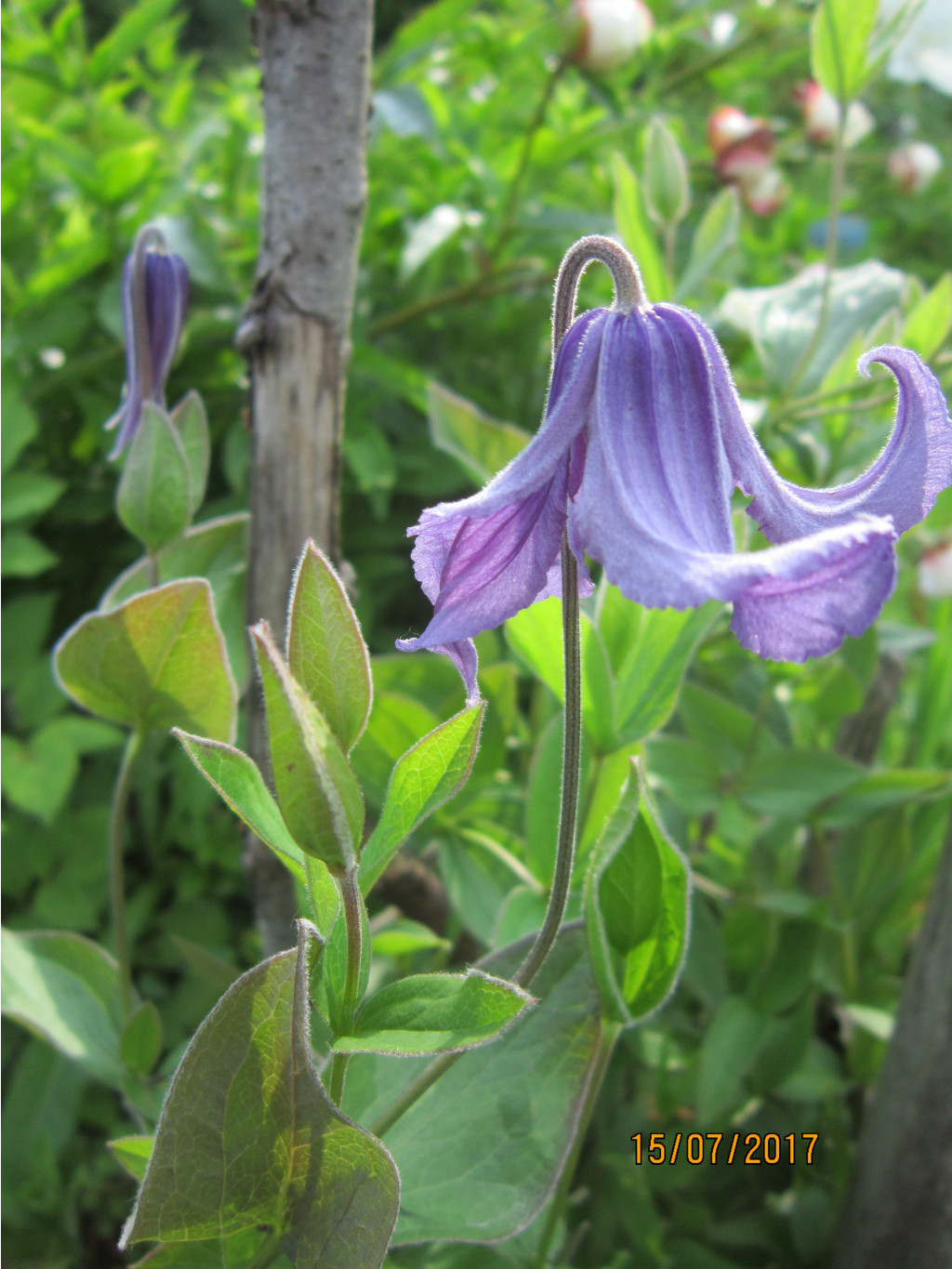   (Clematis Olgae)