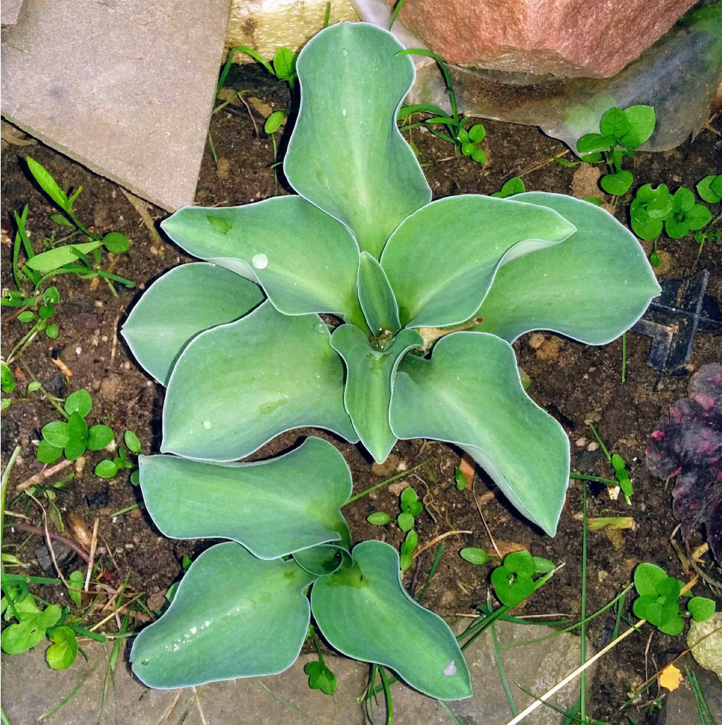 Hosta 