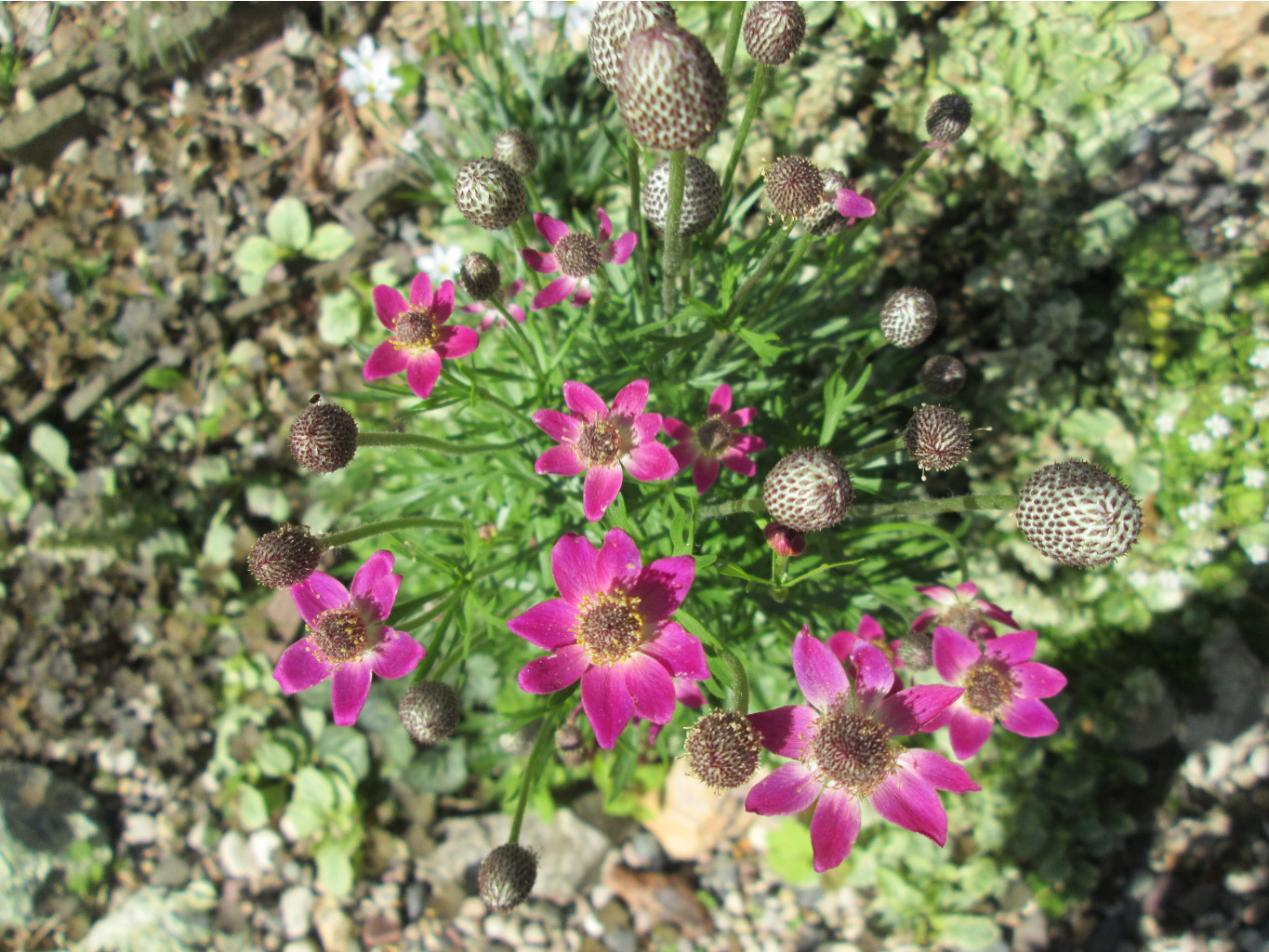 IMG 5406.JPG