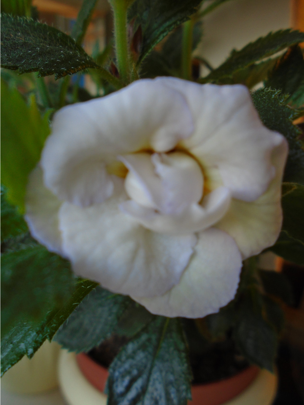 DSC00416.JPG