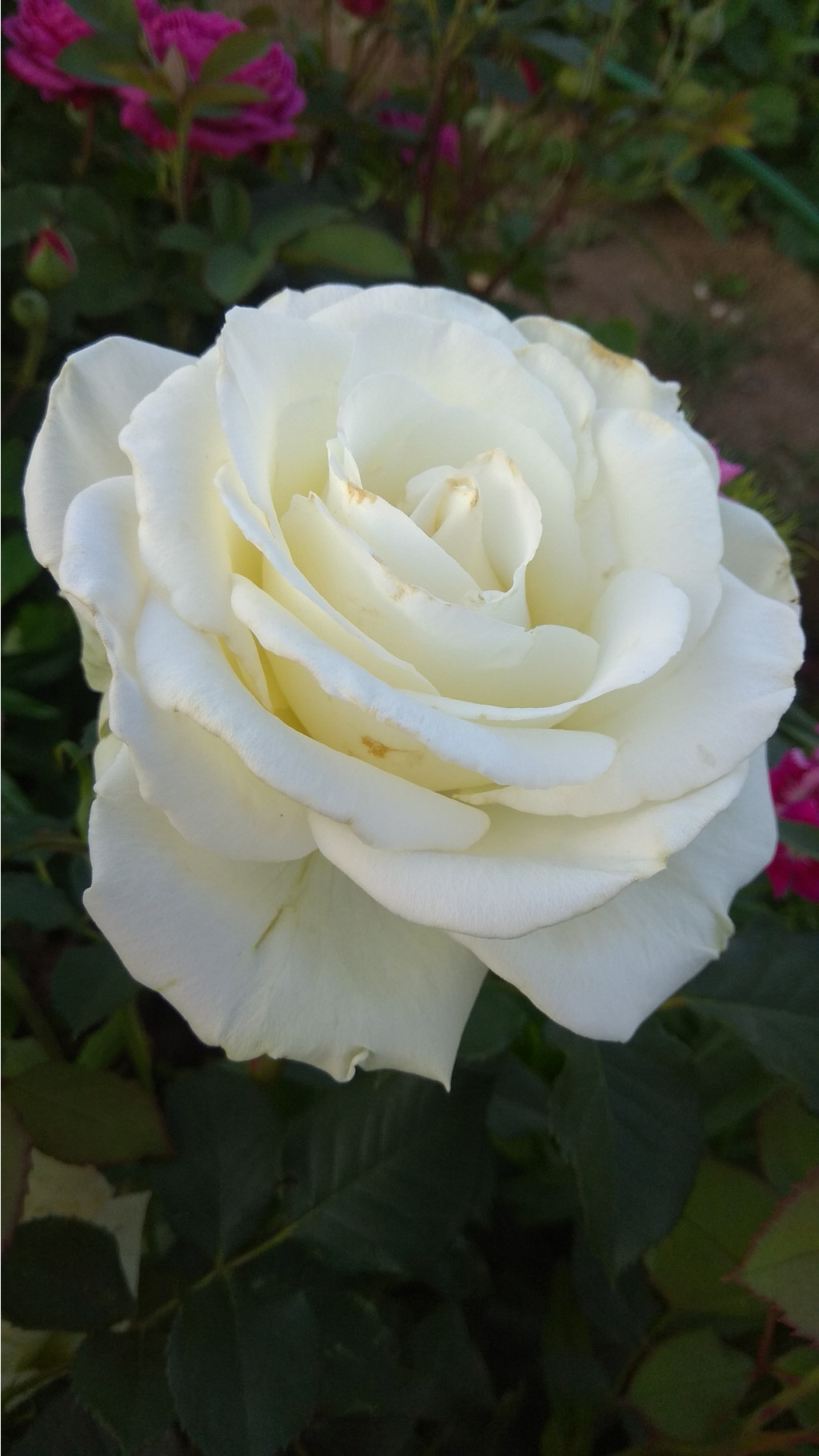 IMG 20180624 193659.jpg