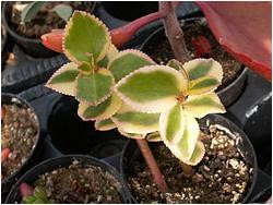 Crassula-sarmentosa-variegata( ).jpg